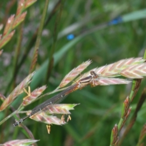 Xanthagrion erythroneurum at Bibbenluke, NSW - 18 Nov 2022