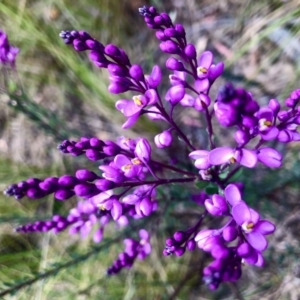 Comesperma ericinum at Burra, NSW - 22 Nov 2022 10:48 PM