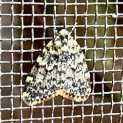 Halone sinuata (Rock Lichen Moth) at Aranda, ACT - 22 Nov 2022 by KMcCue