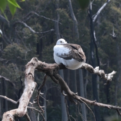 Pelecanus conspicillatus (Australian Pelican) at South Durras, NSW - 9 Oct 2022 by KMcCue