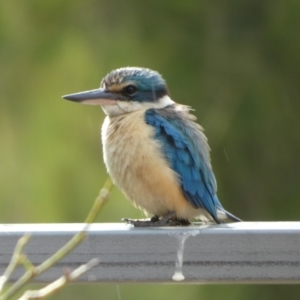 Todiramphus sanctus at Queanbeyan, NSW - 21 Nov 2022