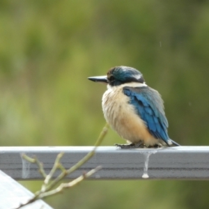 Todiramphus sanctus at Queanbeyan, NSW - 21 Nov 2022