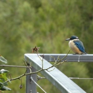 Todiramphus sanctus at Queanbeyan, NSW - 21 Nov 2022