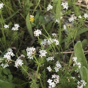 Asperula conferta at Phillip, ACT - 19 Oct 2022