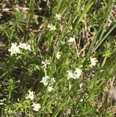 Asperula conferta at Phillip, ACT - 19 Oct 2022