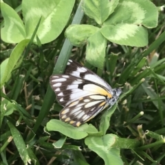 Belenois java (Caper White) at Phillip, ACT - 18 Oct 2022 by Tapirlord