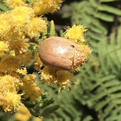 Paropsis atomaria (Eucalyptus leaf beetle) at Garran, ACT - 16 Oct 2022 by Tapirlord