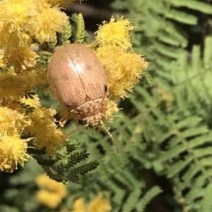 Paropsis atomaria at Garran, ACT - 16 Oct 2022 12:47 PM