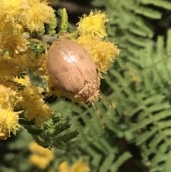 Paropsis atomaria at Garran, ACT - 16 Oct 2022 12:47 PM