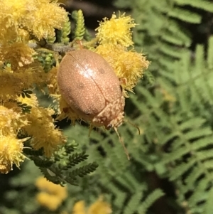 Paropsis atomaria at Garran, ACT - 16 Oct 2022 12:47 PM