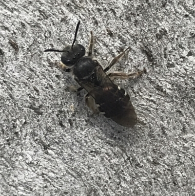 Lasioglossum (Chilalictus) sp. (genus & subgenus) (Halictid bee) at Phillip, ACT - 11 Oct 2022 by Tapirlord