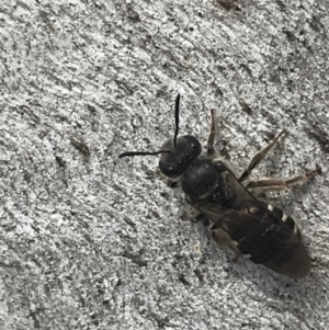 Lasioglossum (Chilalictus) sp. (genus & subgenus) at Phillip, ACT - 11 Oct 2022