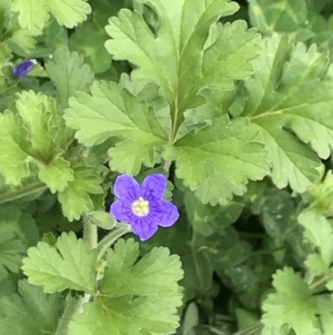 Erodium crinitum at Red Hill Nature Reserve - 9 Oct 2022 12:04 PM