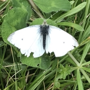 Pieris rapae at Hughes, ACT - 9 Oct 2022 12:04 PM