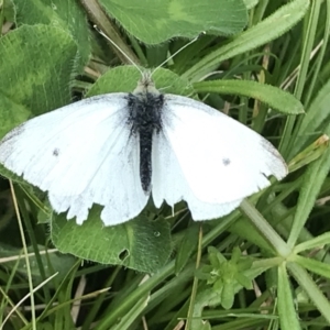 Pieris rapae at Hughes, ACT - 9 Oct 2022 12:04 PM