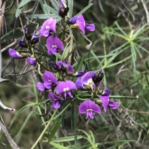 Glycine clandestina at Deakin, ACT - 9 Oct 2022