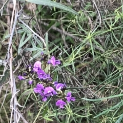 Glycine clandestina at Deakin, ACT - 9 Oct 2022