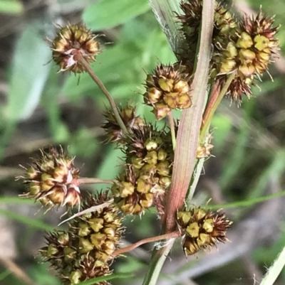 Luzula densiflora (Dense Wood-rush) at Red Hill, ACT - 9 Oct 2022 by Tapirlord