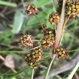 Luzula densiflora at Red Hill, ACT - 9 Oct 2022 11:55 AM