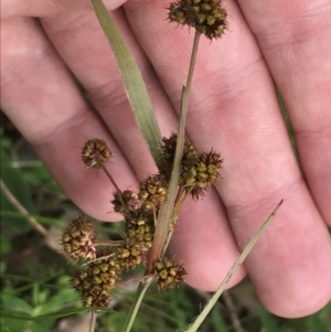 Luzula densiflora at Red Hill, ACT - 9 Oct 2022