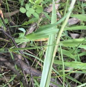 Luzula densiflora at Red Hill, ACT - 9 Oct 2022 11:55 AM