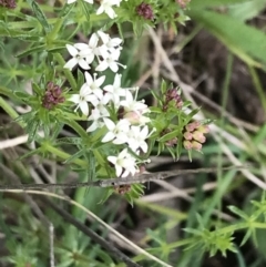 Asperula conferta (Common Woodruff) at Red Hill, ACT - 9 Oct 2022 by Tapirlord