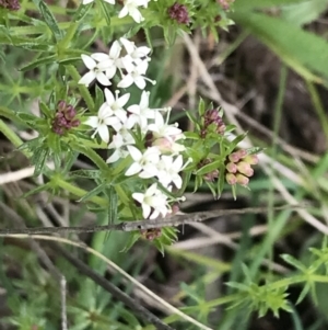 Asperula conferta at Red Hill, ACT - 9 Oct 2022