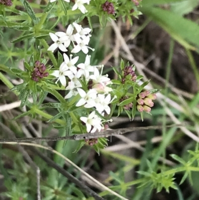 Asperula conferta (Common Woodruff) at Federal Golf Course - 9 Oct 2022 by Tapirlord