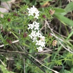 Asperula conferta at Red Hill, ACT - 9 Oct 2022