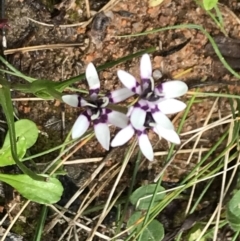 Wurmbea dioica subsp. dioica (Early Nancy) at Red Hill, ACT - 9 Oct 2022 by Tapirlord