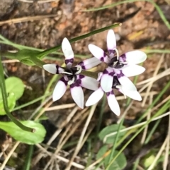 Wurmbea dioica subsp. dioica at Red Hill, ACT - 9 Oct 2022