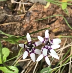 Wurmbea dioica subsp. dioica at Red Hill, ACT - 9 Oct 2022