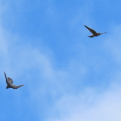 Falco longipennis (Australian Hobby) at Kingston, ACT - 22 Nov 2022 by RodDeb