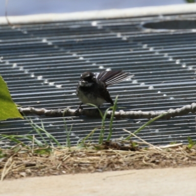 Rhipidura albiscapa (Grey Fantail) at Kingston, ACT - 22 Nov 2022 by RodDeb