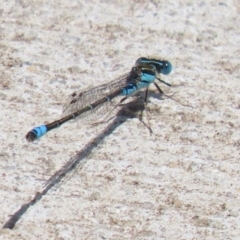 Austroagrion watsoni (Eastern Billabongfly) at Kingston, ACT - 22 Nov 2022 by RodDeb