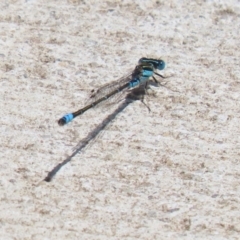 Austroagrion watsoni at Kingston, ACT - 22 Nov 2022 01:12 PM