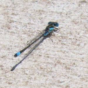 Austroagrion watsoni at Kingston, ACT - 22 Nov 2022 01:12 PM