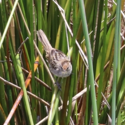 Poodytes gramineus (Little Grassbird) at Kingston, ACT - 22 Nov 2022 by RodDeb