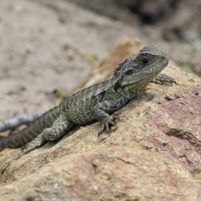 Intellagama lesueurii howittii (Gippsland Water Dragon) at Jerrabomberra Wetlands - 22 Nov 2022 by RodDeb