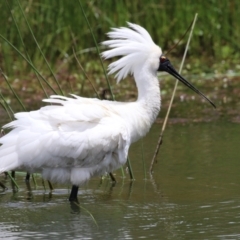 Platalea regia (Royal Spoonbill) at Kingston, ACT - 22 Nov 2022 by RodDeb