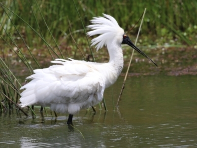 Platalea regia (Royal Spoonbill) at Kingston, ACT - 22 Nov 2022 by RodDeb