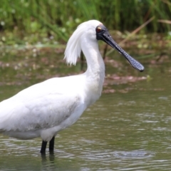 Platalea regia at Kingston, ACT - 22 Nov 2022