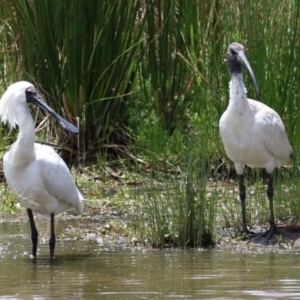 Platalea regia at Kingston, ACT - 22 Nov 2022