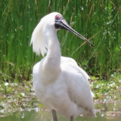 Platalea regia at Kingston, ACT - 22 Nov 2022