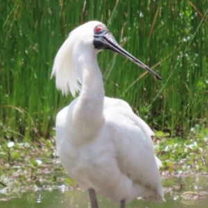 Platalea regia at Kingston, ACT - 22 Nov 2022