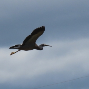 Egretta novaehollandiae at Kingston, ACT - 22 Nov 2022