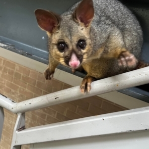 Trichosurus vulpecula at Acton, ACT - suppressed