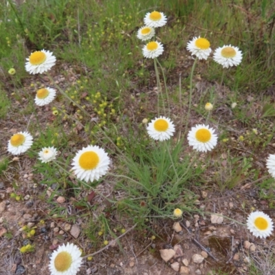 Leucochrysum albicans subsp. tricolor (Hoary Sunray) at Jerrabomberra, ACT - 22 Nov 2022 by MatthewFrawley