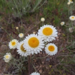 Leucochrysum albicans subsp. tricolor at Jerrabomberra, ACT - 23 Nov 2022