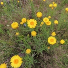 Xerochrysum viscosum (Sticky Everlasting) at Jerrabomberra, ACT - 23 Nov 2022 by MatthewFrawley